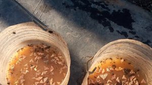 Простой и эффективный способ борьбы с вредителями садовых культур #ловушка #плодожорка