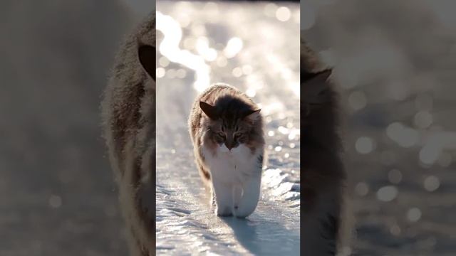 Кот на зимней тропе