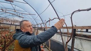 Обрезка и подвязка винограда в теплице.