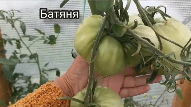 ?ОБЗОР ТОМАТОВ 2022?. ?Идеальные сорта ?для выращивания)!!