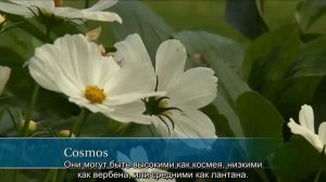 Английский миксбордер (переведено ландшафтной студией "ДриадаС")