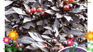Перец острый декоративный Черный Жемчуг. Краткий обзор, описание capsicum annuum CHernyj ZHemchug