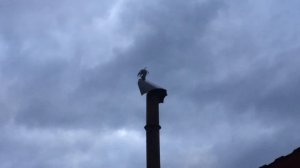 Флюгер дымник в действии