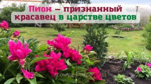 Пион — признанный красавец в царстве цветов.?