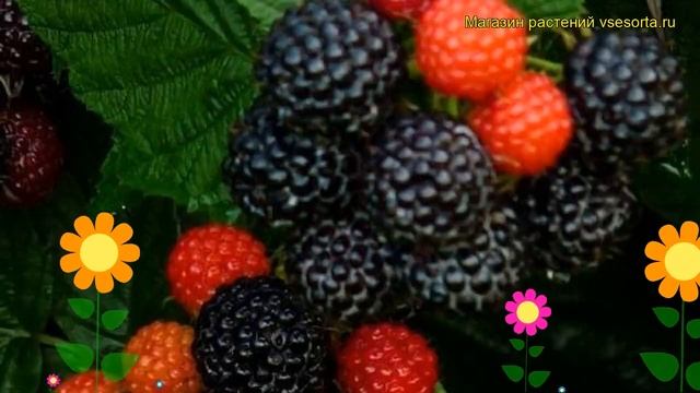 Малина западная Бристоль. Краткий обзор, описание характеристик rubus occidentalis Bristol смотреть онлайн