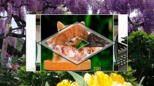 кошки и магия 1