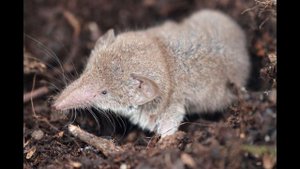 Звук землеройки