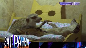 «За гранью»: «Дом с хищниками» | Выпуск от 19 октября 2022 года