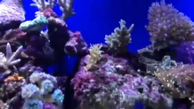 Fiji Acropora 1 смотреть онлайн