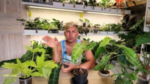 КАКИЕ КОМНАТНЫЕ РАСТЕНИЯ У МЕНЯ ЕСТЬ Филодендрон голд саитин и биллитау мраморный