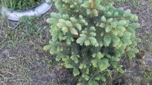 Формировка ели