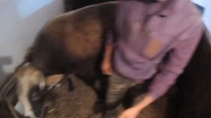 РОГА ВРОСТАЮТ В ГОЛОВУ КОРОВЕ. Что мы предприняли?