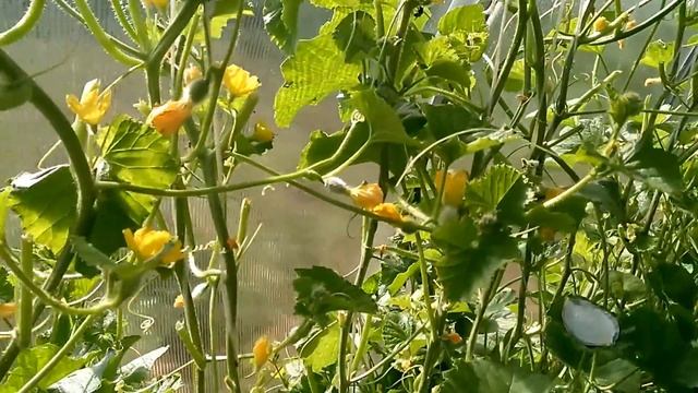 Ура !!! Они прилетели !!! Суперсредство для привлечения пчёл. смотреть онлайн