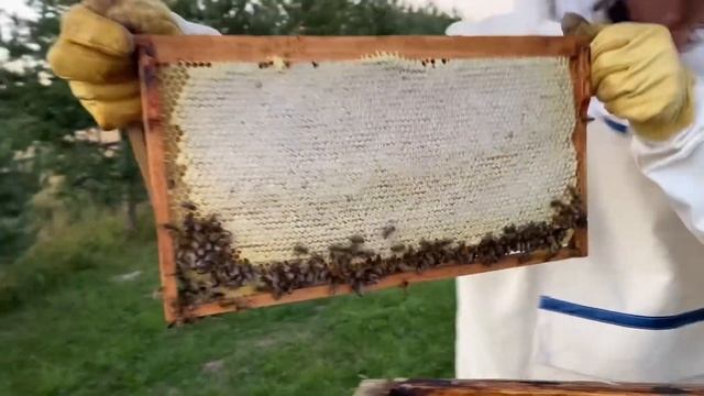 Забираем полную рамку мёда у пчёл ? смотреть онлайн