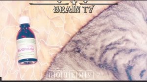 Почему коты и кошки любят валерьянку. От BRAIN TV.