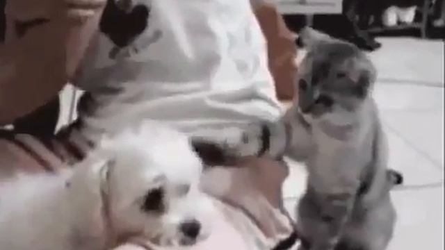 Прикольные животные. Кошки и собаки. Весело и смешно)