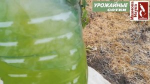 Негламурный огород-2. Первая неделя после посадки томатов. Растим листья, обеспечиваем мощь!