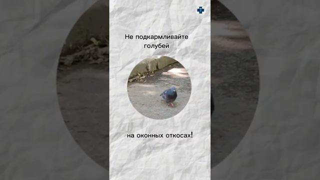 Осторожно! Голуби