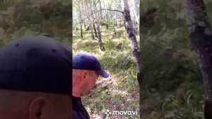 МЕДВЕДЬ! Свисток и ракетница против медведя. В конце видео я его встретил. .