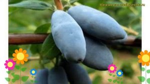 Жимолость съедобная Альтаир. Краткий обзор, описание характеристик lonicera edulis Alaska