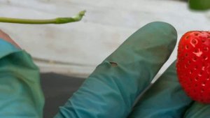 Клубника в Ярославле