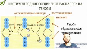 Л.19 | ПЛАСТИЧЕСКИЙ ОБМЕН | ФОТОСИНТЕЗ | ОБЩАЯ БИОЛОГИЯ ЕГЭ