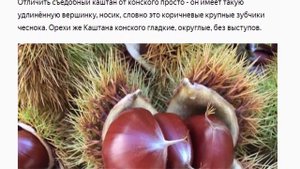 Какие каштаны можно есть, а какие нет, и при чём тут кони?