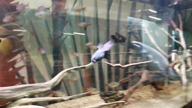 Московский зоопарк. сентябрь 2022г. (2) смотреть онлайн