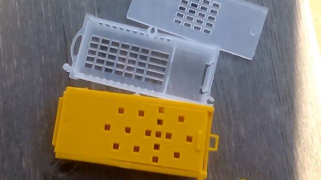 Пчелиные матки среднерусской породы. смотреть онлайн