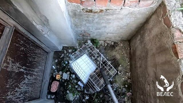 Спасение енотовидной собаки из городской ловушки смотреть онлайн