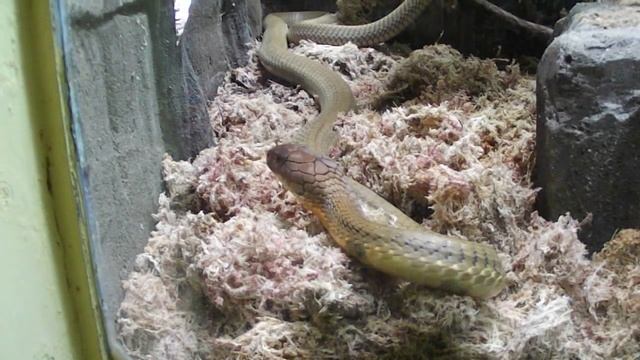 Ophiophagus hannah 2 (ZSL London Zoo) смотреть онлайн
