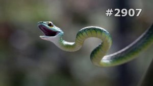 #2907. Змеи, питоны и кобры (В мире животных)