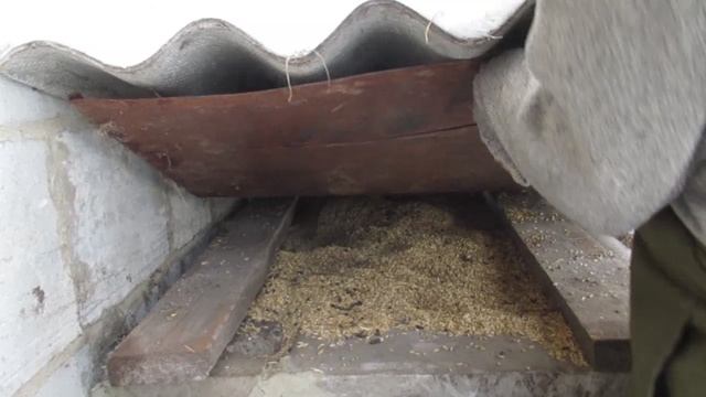 Кошачья охота. Слабонервным не смотреть!!!