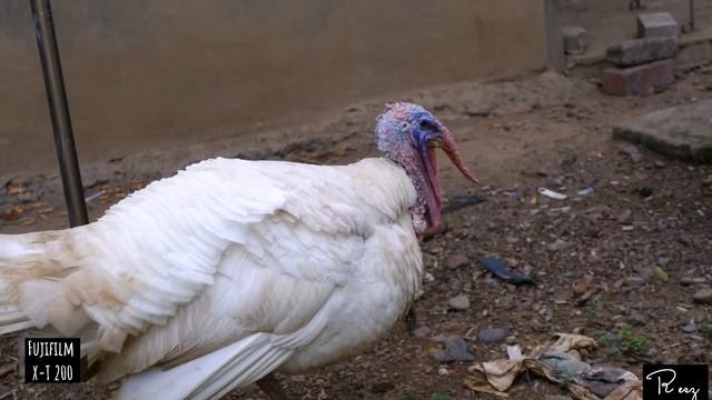 Fujifilm x-t200 sample images смотреть онлайн