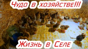 Новое чудо в хозяйстве! Жизнь в деревне!Купили дом в селе!