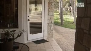 Все о собаках Шнауцер