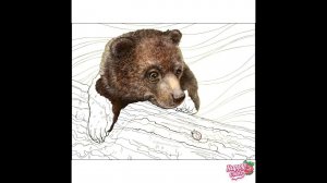 Коллекции 242-251