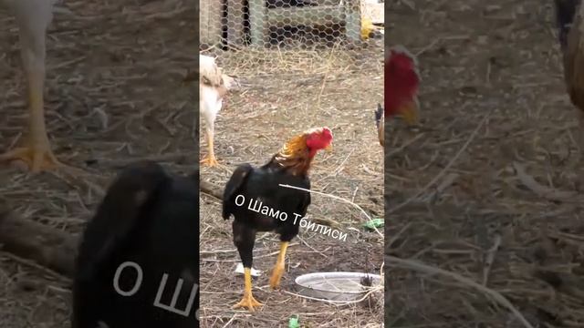 Чу Шамо петух 9 месяца. О Шамо Тбилиси. #шамо #ошамо #дакан #horoz #shamo смотреть онлайн