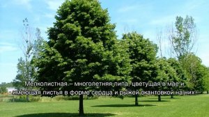Лиственные деревья — виды и продолжительность жизни