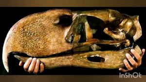 Фороракос. Ужасная птица