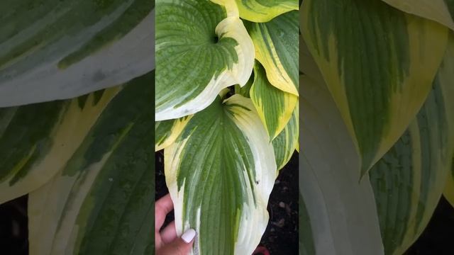 Коллекционная Хоста Монтана Ауреомаргината (hosta montana aureomarginata) hosta garden tour 2021