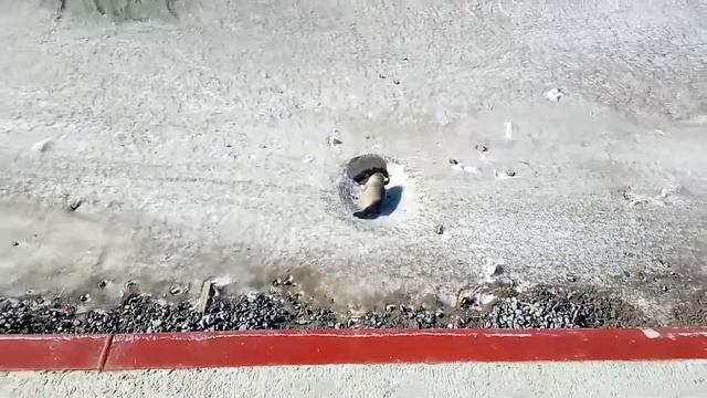 ТЮЛЕНИ ЗАГОРАЮТ... смотреть онлайн