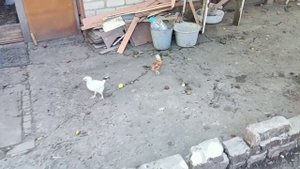 Квочка в общем курятнике.