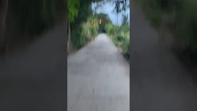 ACACIA TREE NATUPOK смотреть онлайн