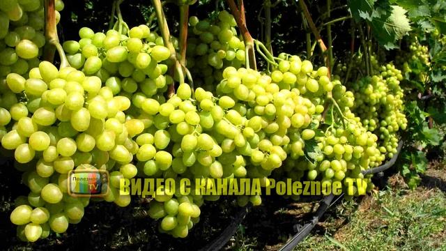 АРКАДИЯ СОРТ ВИНОГРАДА ОБЗОР смотреть онлайн