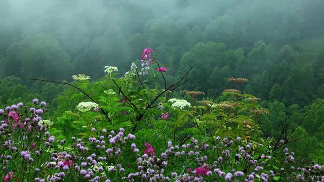 Тибетские чаши, пение птиц и природа. Relax музыка.