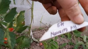 Черри Ханни Рейн и Монисто розовый 13,08,22