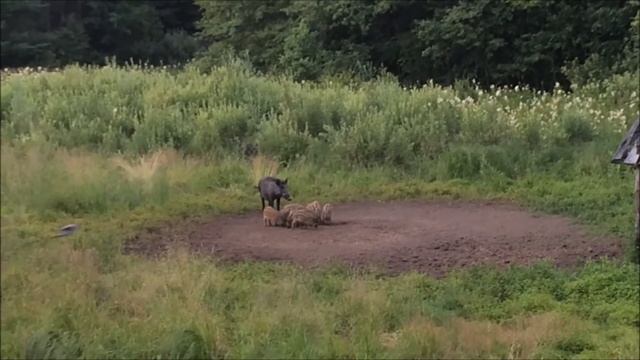 Поросята на кормушке смотреть онлайн