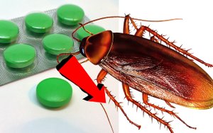 Как избавиться от тараканов навсегда за 1 Раз!