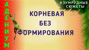 Адениум. Формирование центрального корня и каудекса самим адениумом. Результат.
